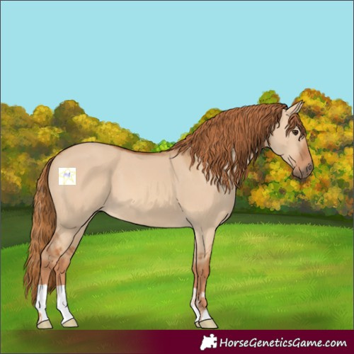 Horse Color:Red Dun 