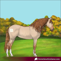 Horse Color:Red Dun 