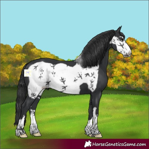 Horse Color:Black Frame 