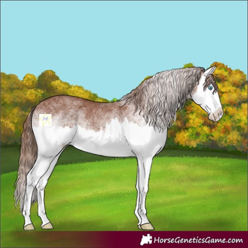 Horse Color:White Spotted Chestnut Splash 