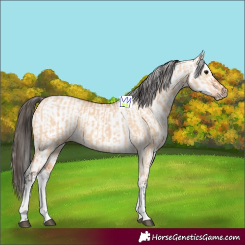 Horse Color:White Spotted Bay Dun Rabicano  and White Spotted Bay Dun Rabicano 