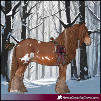 Horse Color:White Spotted Chestnut