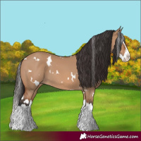 Horse Color:White Spotted Bay Dun Splash 