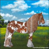 Horse Color:White Spotted Chestnut 