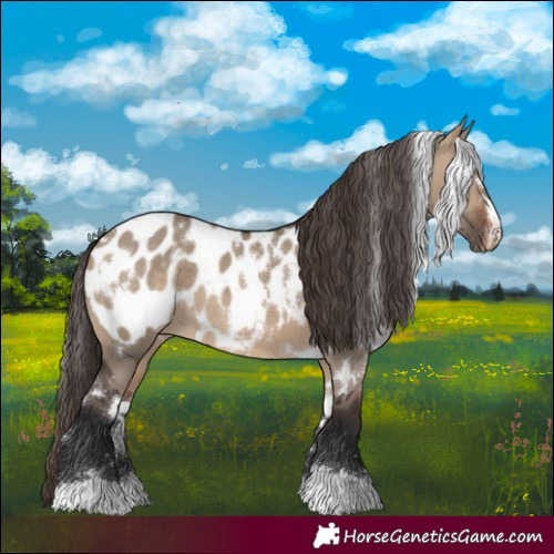 Horse Color:White Spotted Brown Dun Near Leopard
