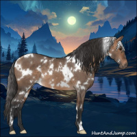 Horse Color:White Spotted Bay Dun
