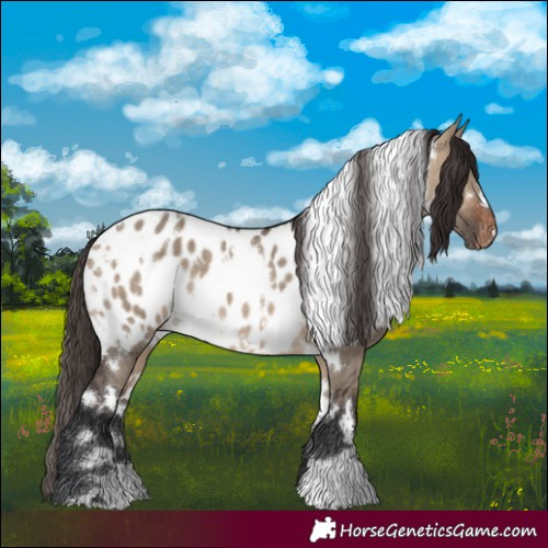 Horse Color:White Spotted Brown Dun Appaloosa 