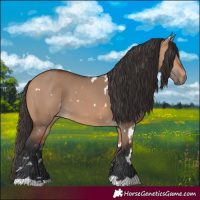 Horse Color:White Spotted Bay Dun 