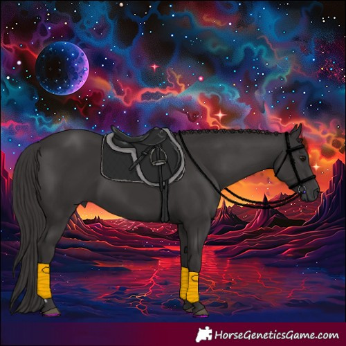Horse Color:Smoky Black 
