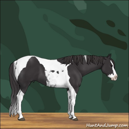 Horse Color:Smoky Black Splash Tobiano 