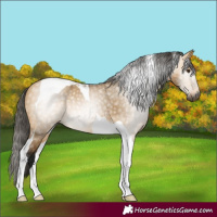 Horse Color:Gray Buckskin Dun Tobiano 