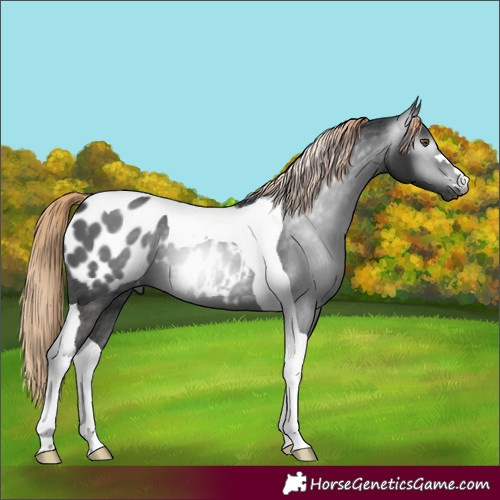 Horse Color:Gray Liver Chestnut Tobiano Blanket 