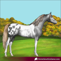 Horse Color:Gray Liver Chestnut Tobiano Blanket