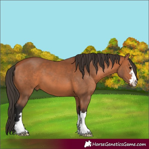 Horse Color:Bay 