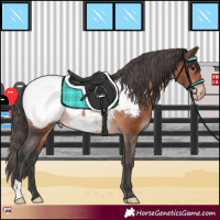 Horse Color:Brown Snowcap 