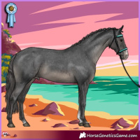 Horse Color:Black Sabino Appaloosa