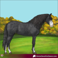 Horse Color:Black Sabino Appaloosa 