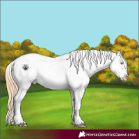 Horse Color:Gold Champagne Splash Blanket