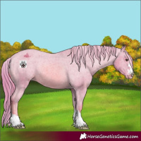 Horse Color:Watercolor Chestnut Appaloosa 