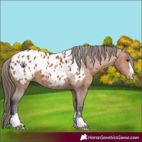Horse Color:Bay Appaloosa 