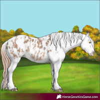 Horse Color:Amber Champagne Sabino Tobiano Appaloosa  and Sable Champagne Sabino Tobiano Appaloosa 