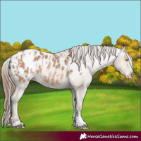 Horse Color:Amber Champagne Sabino Tobiano Appaloosa  and Sable Champagne Sabino Tobiano Appaloosa 