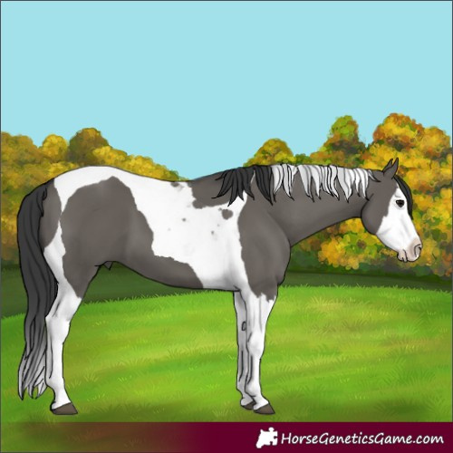 Horse Color:Grullo Splash Tobiano 