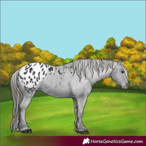 Horse Color:Black Appaloosa 