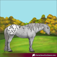 Horse Color:Black Appaloosa
