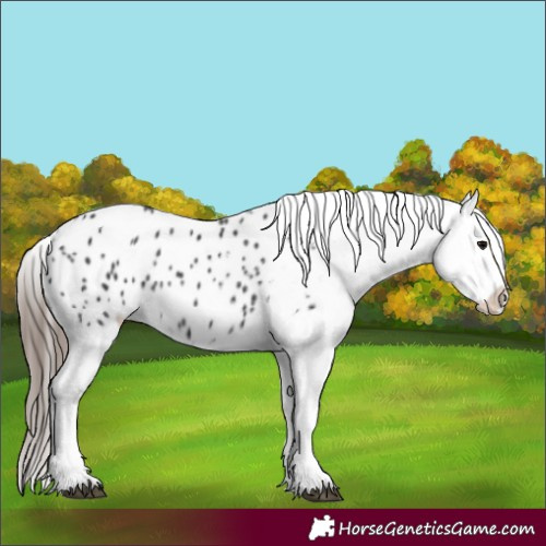 Horse Color:Black Appaloosa 
