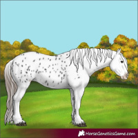 Horse Color:Black Appaloosa 