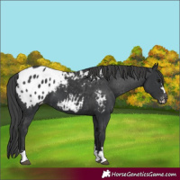 Horse Color:Black Appaloosa