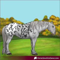 Horse Color:Black Appaloosa 