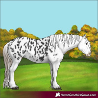 Horse Color:Black Appaloosa 