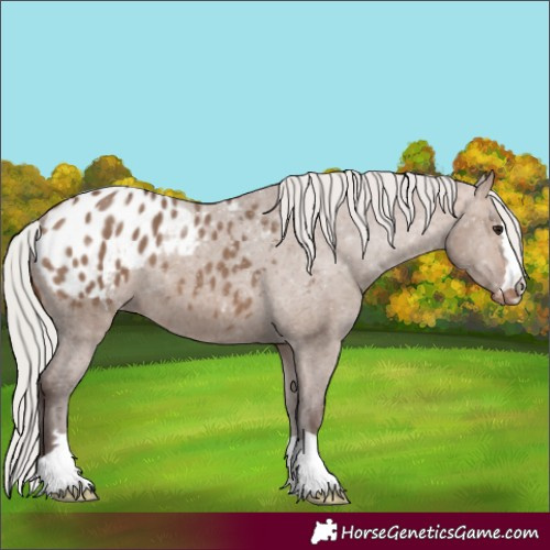 Horse Color:Silver Brown Dun Appaloosa 