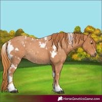 Horse Color:White Spotted Chestnut