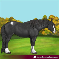 Horse Color:Black Appaloosa 