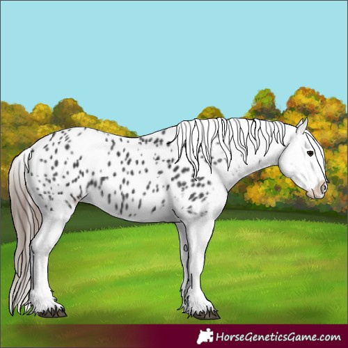 Horse Color:Black Appaloosa 