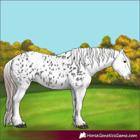 Horse Color:Black Appaloosa
