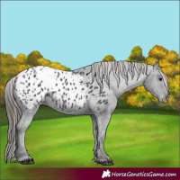 Horse Color:Black Appaloosa 