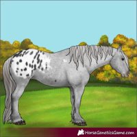 Horse Color:Black Appaloosa