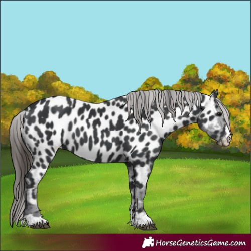 Horse Color:Black Appaloosa 