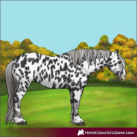 Horse Color:Black Appaloosa 