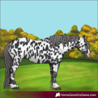 Horse Color:Black Appaloosa 