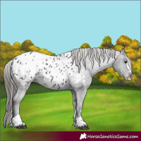 Horse Color:Black Appaloosa 