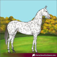 Horse Color:Grullo Appaloosa 