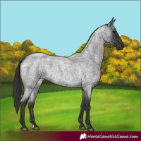 Horse Color:Smoky Blue Roan 