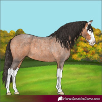 Horse Color:Bay Roan Splash
