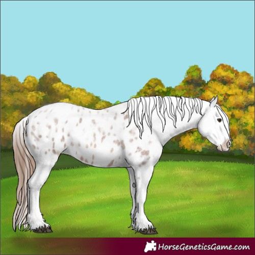Horse Color:Red Ice Roan Appaloosa 