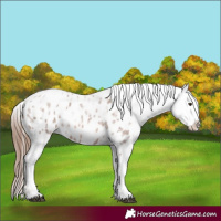 Horse Color:Red Ice Roan Appaloosa 